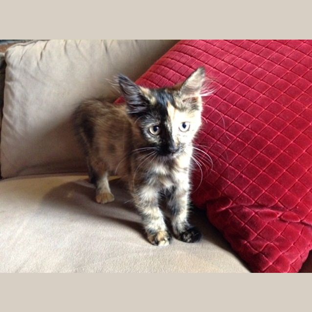 Photo of Shylo