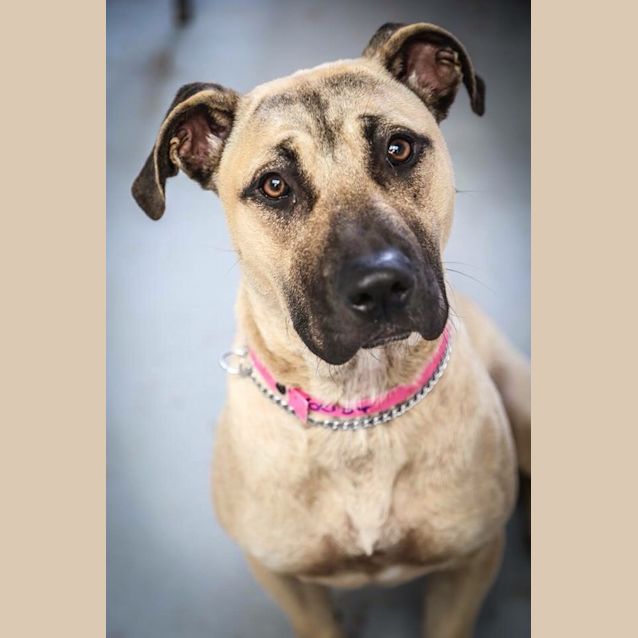 Photo of Roxy ** A Social Butterfly **
