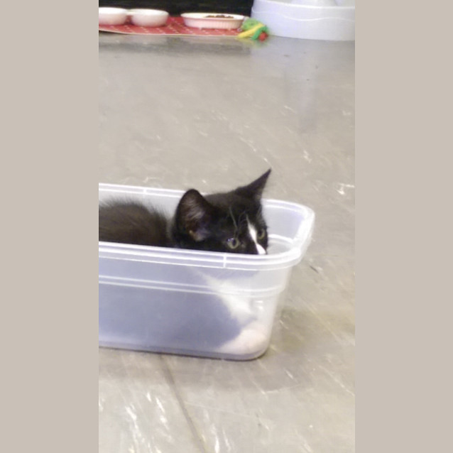 Photo of Jingles