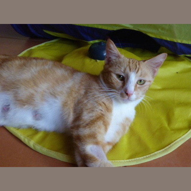 Photo of Gypsey (Be C20592)   Adopted