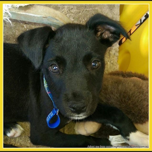 Photo of Hunter (On Trial 2/2/15) ~ Kelpie X Staghound Puppy