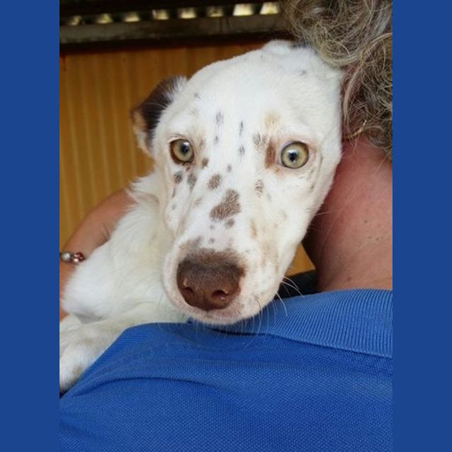 Photo of Freckles