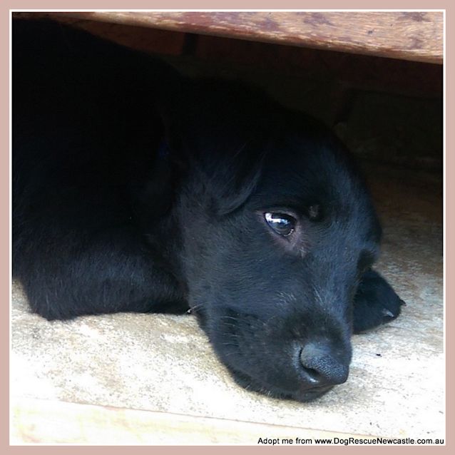 Photo of Hope (Trial 25/1/15) ~ Kelpie X Staghound Puppy