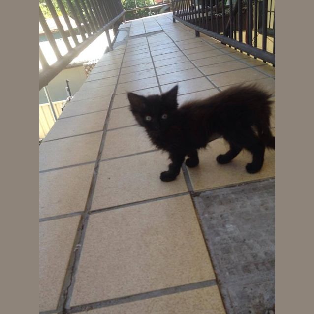 Photo of Ebony