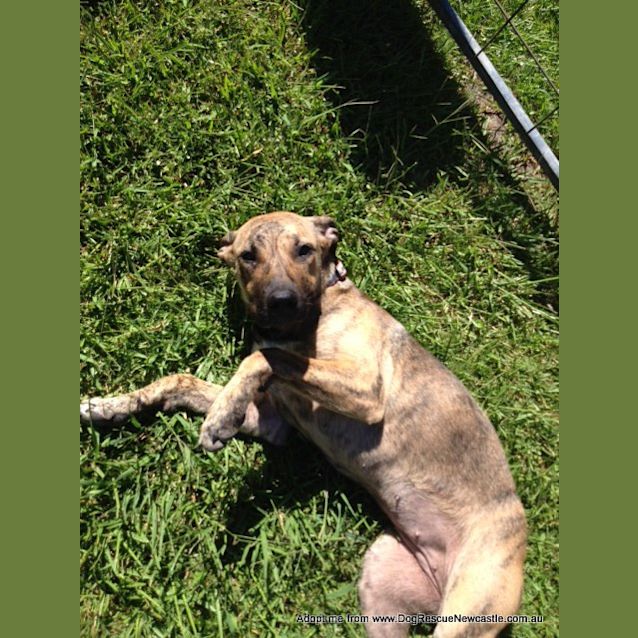 Photo of Macy (On Trial 11/1/15)