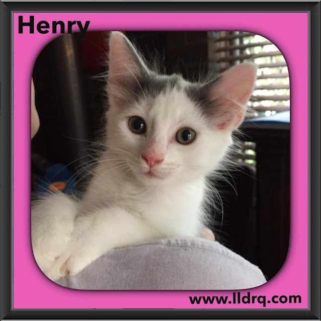 Photo of Henry 
