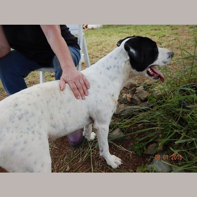 Photo of Connor (Adoption Pending)