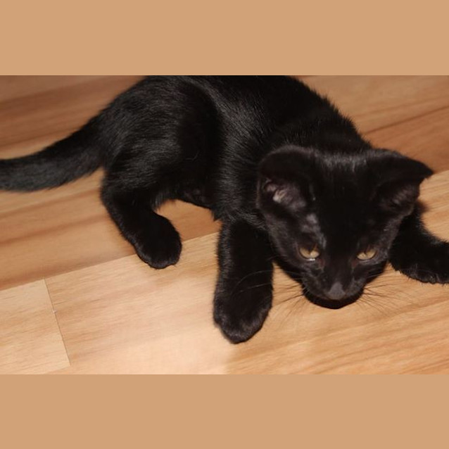 Photo of Midnight