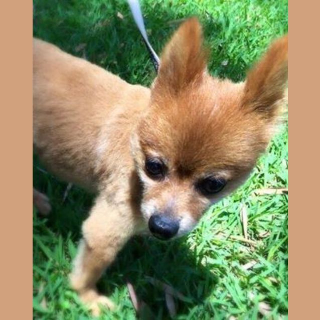 Photo of Teacup