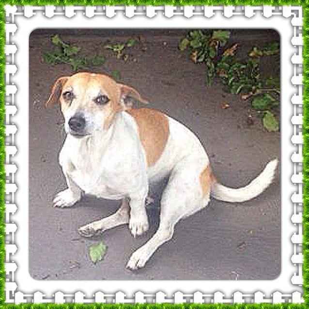 Photo of Mickey ** Such A Sweet Gentle Boy **
