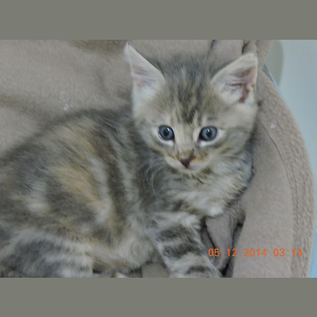 Photo of Tigga