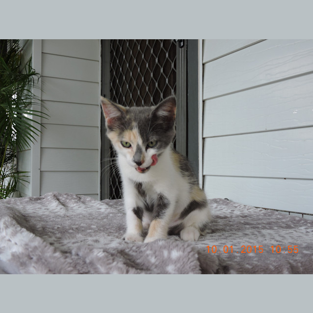 Photo of Bella