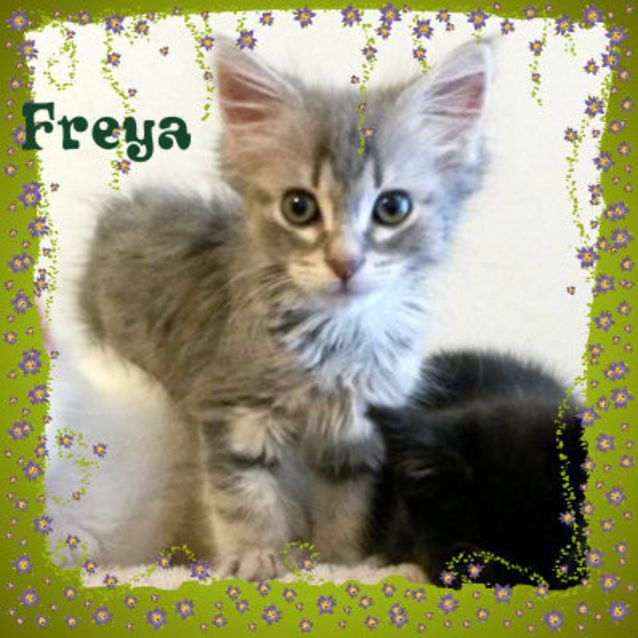 Photo of Freya