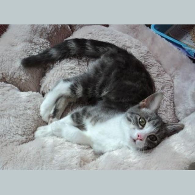 Photo of Biscuit