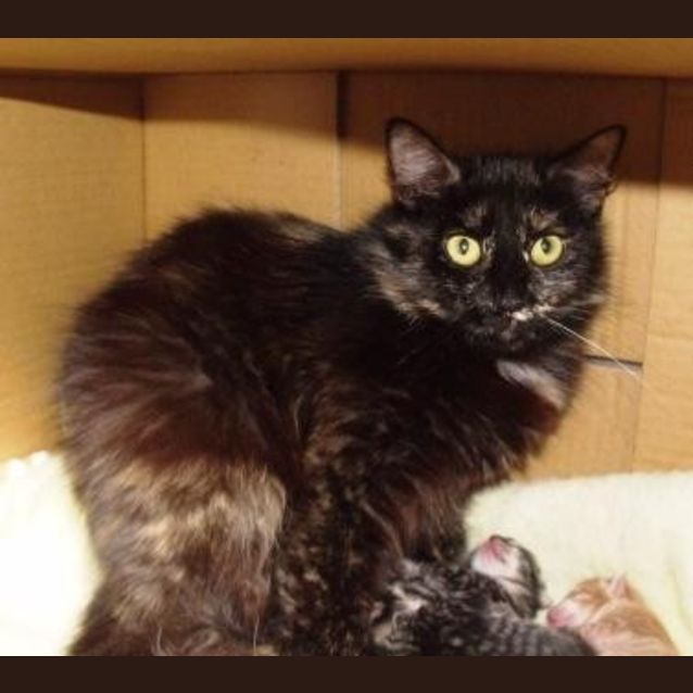 Photo of Mystique