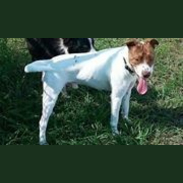 Photo of Lucky