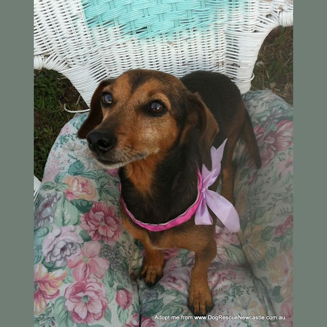 Photo of Collie (On Trial 7/2/15) ~ Dachshund X Mini Foxy