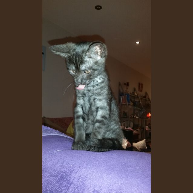 Photo of Sid (The Pet House, Westfield Tuggerah)