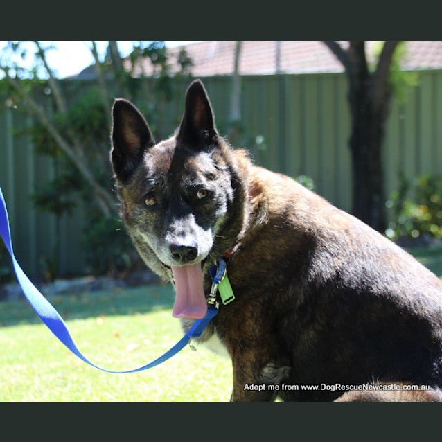 Photo of Molly ~ Kelpie X Gsd Senior (Adopted 13/11/16)