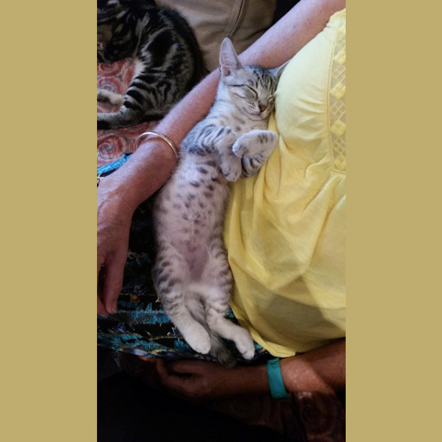 Photo of Meo 