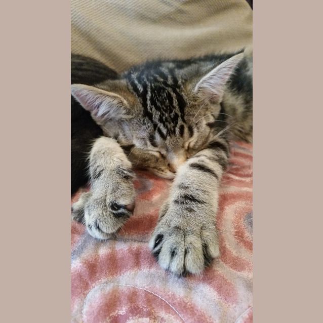 Photo of Gi Gi (The Pet House, Westfield Tuggerah)
