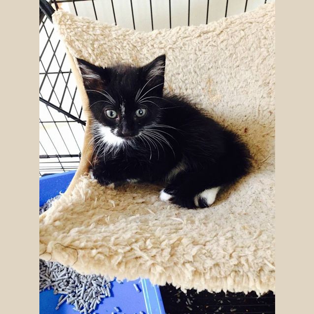 Photo of Smudge