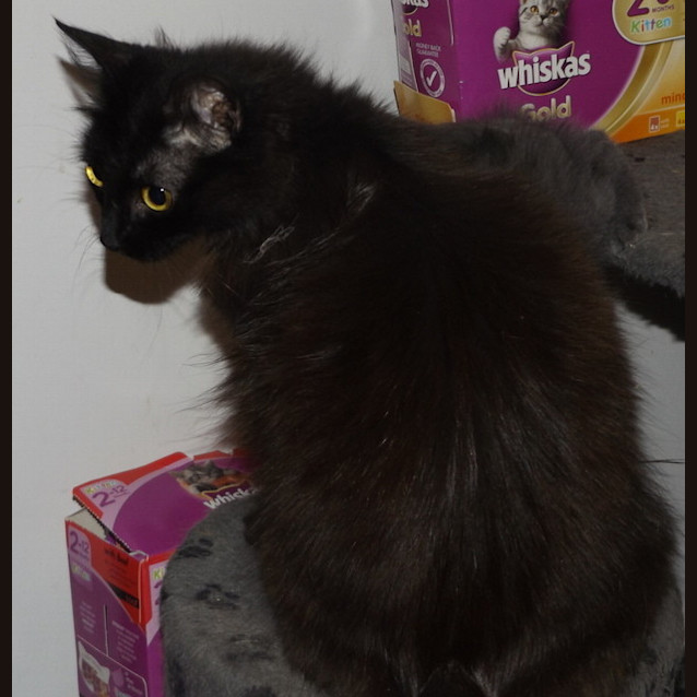 Photo of Ellie   N.O.W  Only $80 To Adopt