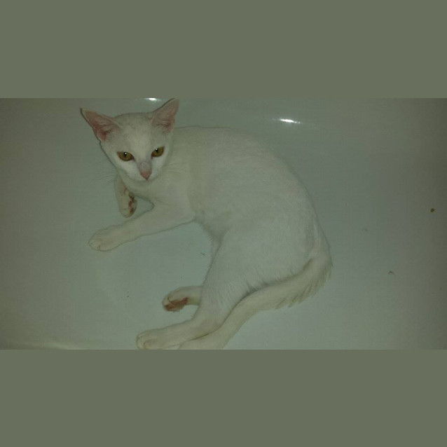 Photo of Angel 