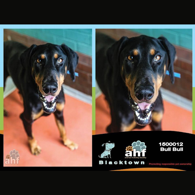 Photo of Bull Bull 0012 Doberman 4/6yrs
