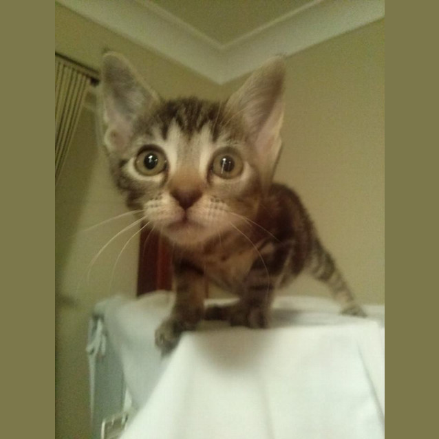Photo of Hazel