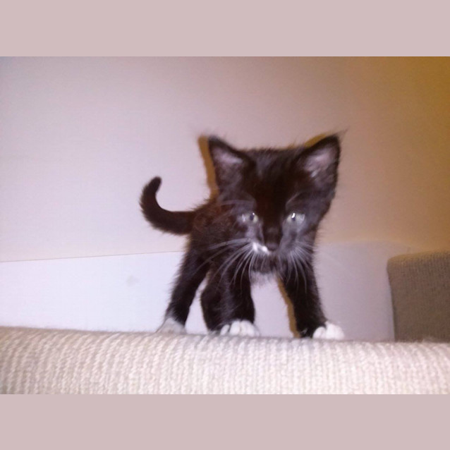 Photo of Jj (Jack Jack)