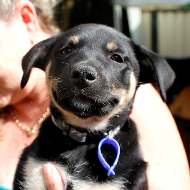 Photo of Bongo (On Trial 18/1/15~ Kelpie X Cattle Dog Puppy