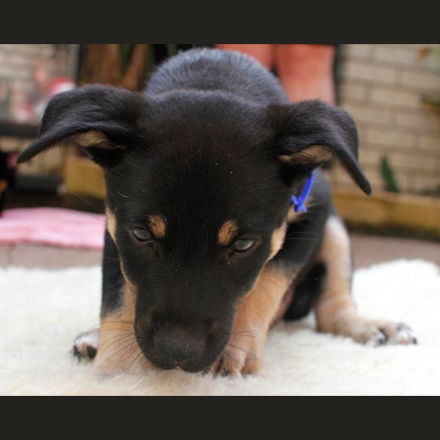 Photo of Bongo (On Trial 18/1/15~ Kelpie X Cattle Dog Puppy