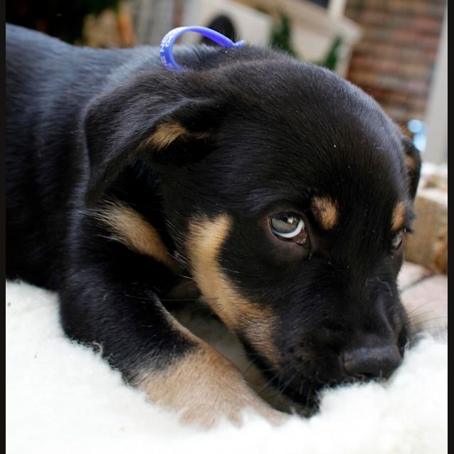 Photo of Bongo (On Trial 18/1/15~ Kelpie X Cattle Dog Puppy
