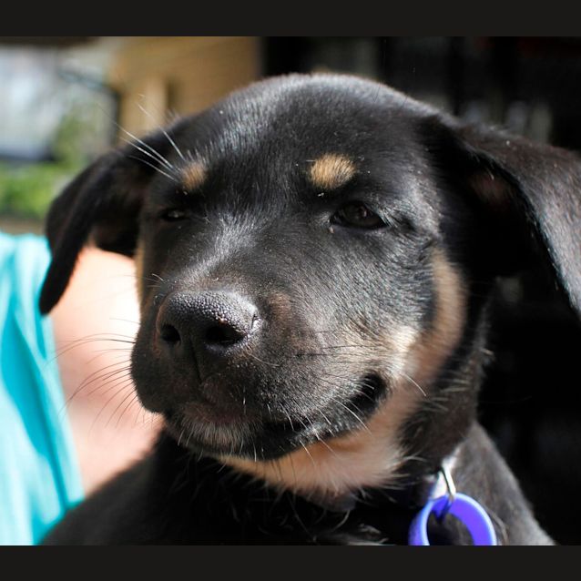 Photo of Bongo (On Trial 18/1/15~ Kelpie X Cattle Dog Puppy