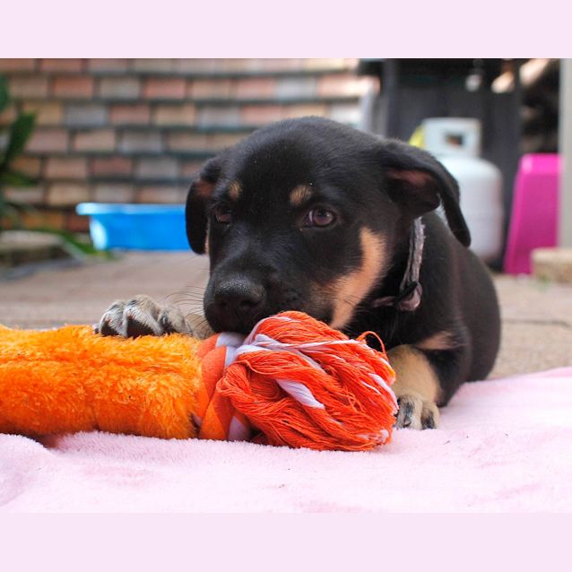 Photo of Bongo (On Trial 18/1/15~ Kelpie X Cattle Dog Puppy