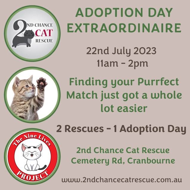 Photo of Arthur *9 Lives Project Rescue*