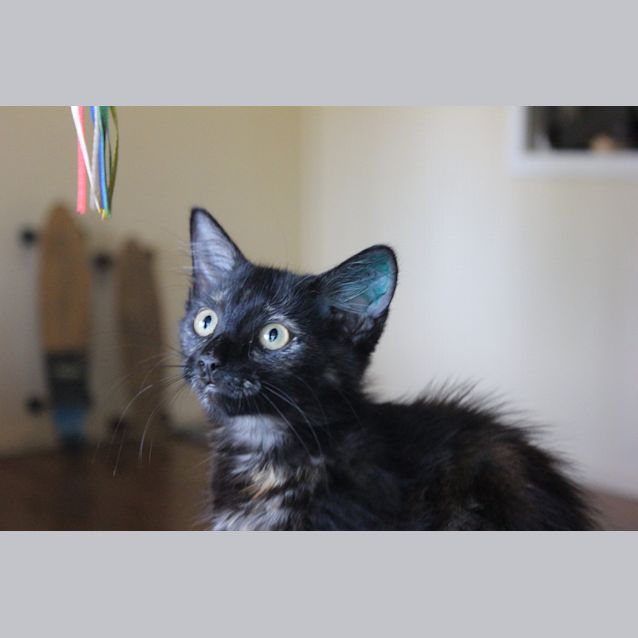 Photo of Sage