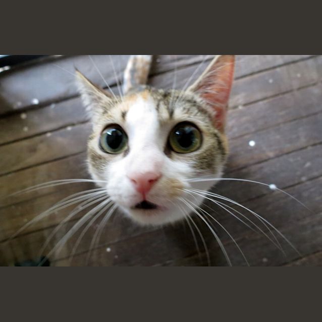 Photo of "Eclair"   Purrfect Match