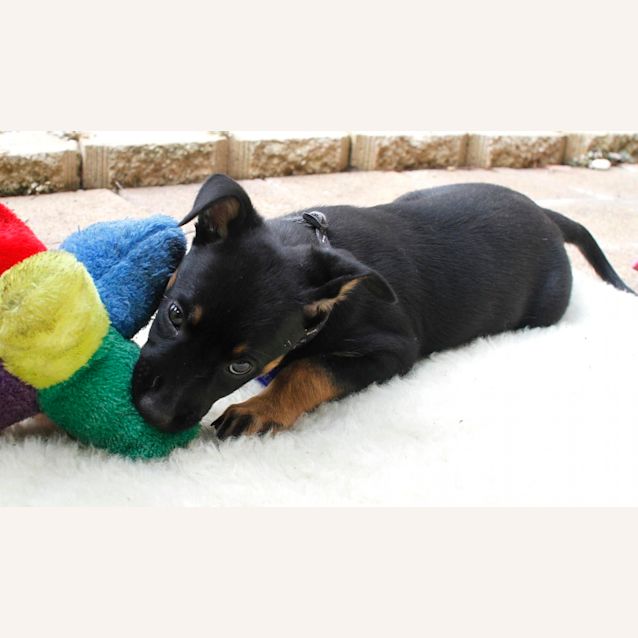 Photo of Charlotte On Trial 18/1/15)~ Kelpie X Cattle Puppy