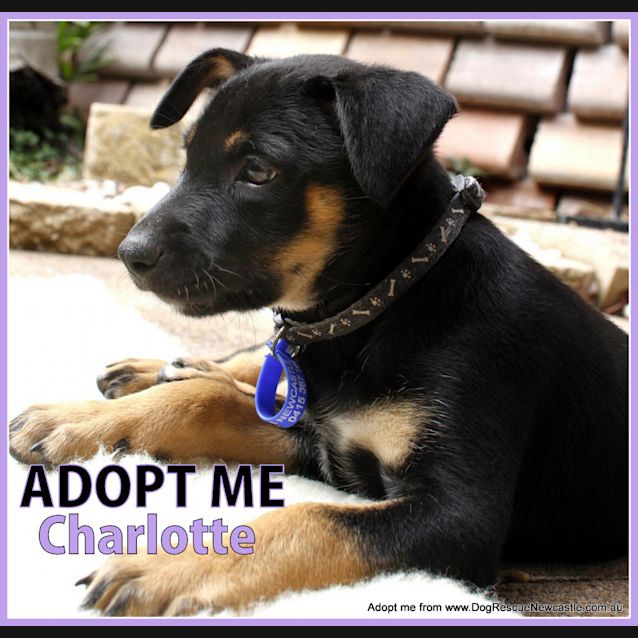 Photo of Charlotte On Trial 18/1/15)~ Kelpie X Cattle Puppy