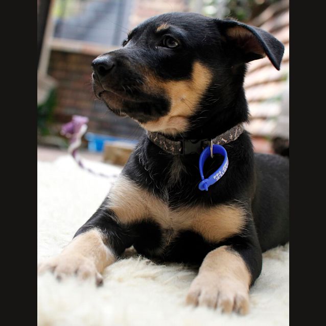 Photo of Whitney ~ (On Trial 26/1/1/5)kelpie X Cattle Dog