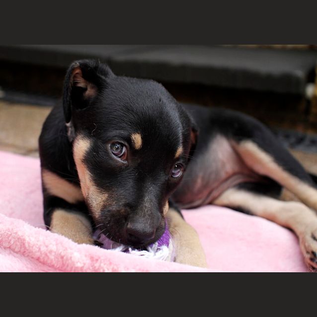 Photo of Whitney ~ (On Trial 26/1/1/5)kelpie X Cattle Dog