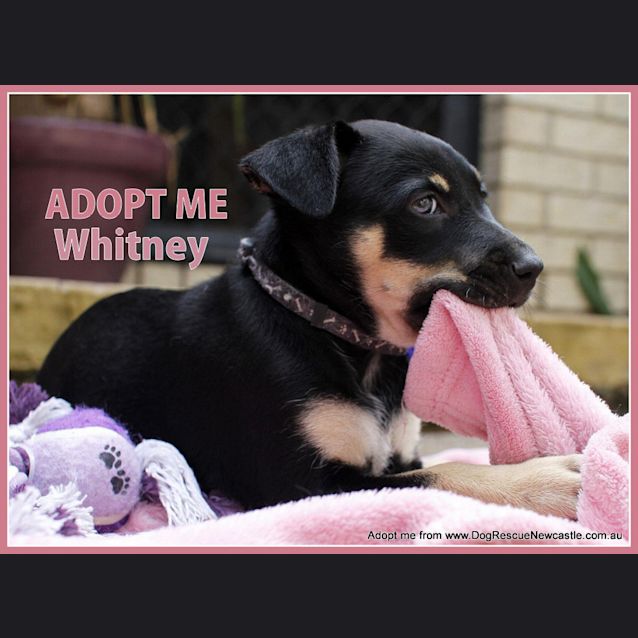 Photo of Whitney ~ (On Trial 26/1/1/5)kelpie X Cattle Dog