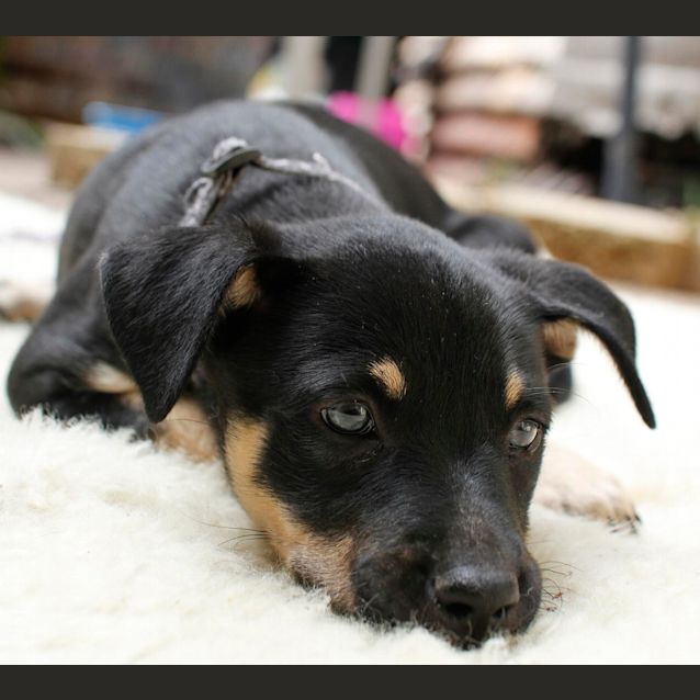 Photo of Whitney ~ (On Trial 26/1/1/5)kelpie X Cattle Dog