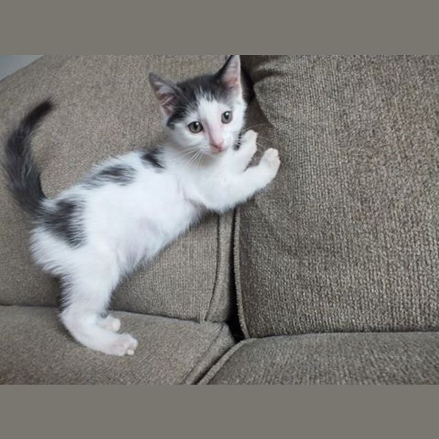 Photo of Barclay 