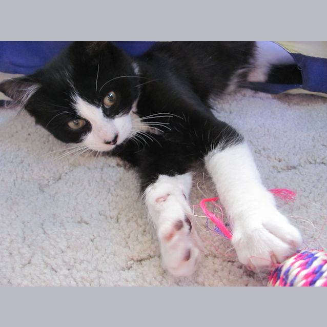 Photo of Tumble Loves Cuddles!