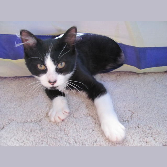 Photo of Tumble Loves Cuddles!