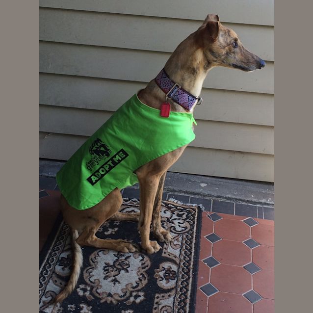 Photo of "Sprocket". Small Dog & Cat Friendly. Melbourne