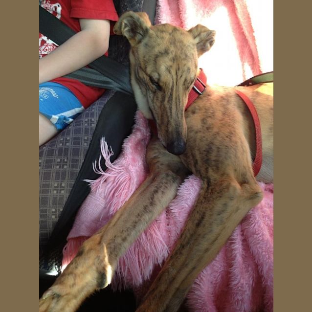 Photo of "Sprocket". Small Dog & Cat Friendly. Melbourne